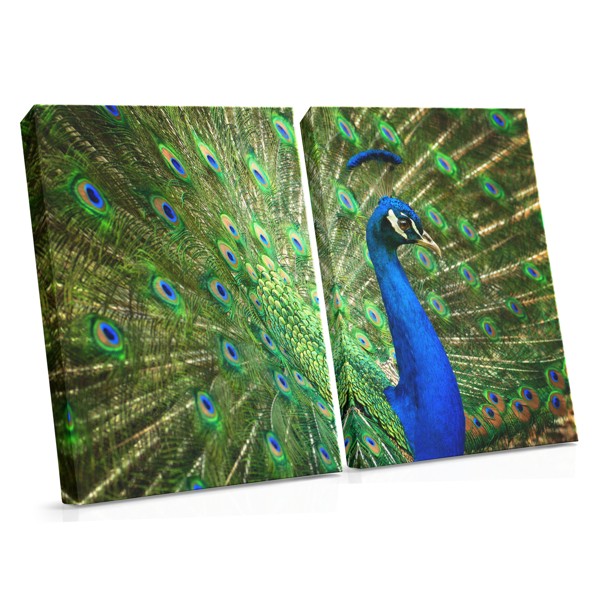 Peacock Feather Close-Up Canvas Print