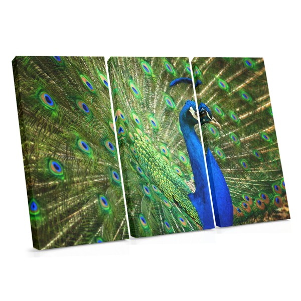 Peacock Feather Close-Up Canvas Print