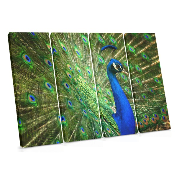 Peacock Feather Close-Up Canvas Print