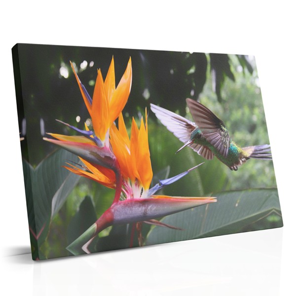 Birds and Flowers Canvas Print