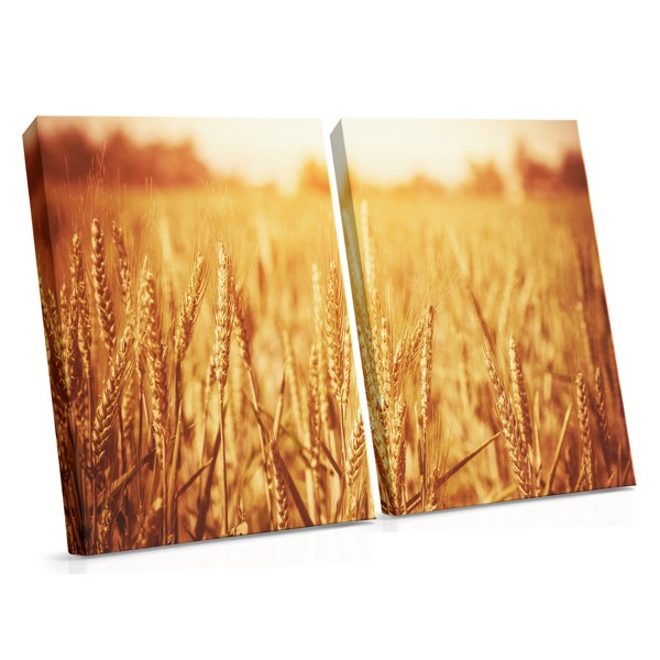 Gyllene vetegrodd canvas tryck