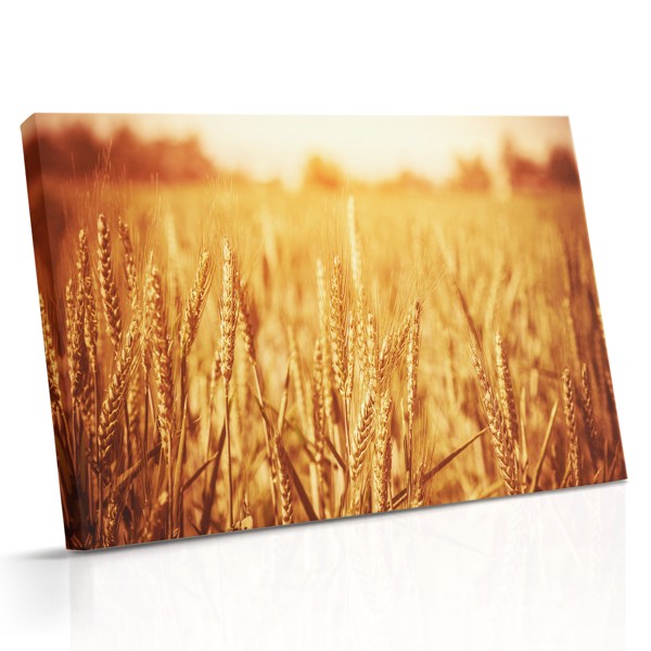 Golden Wheat Sprouts Canvas Print