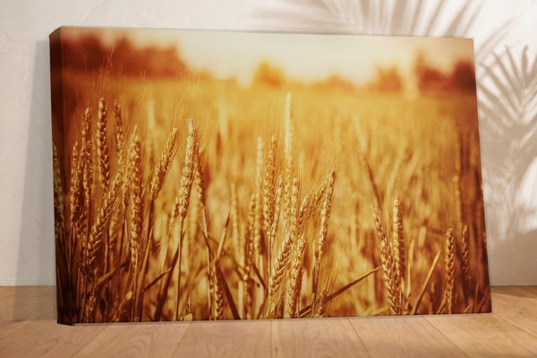Golden Wheat Sprouts Canvas Print - on the wall in a room interior
