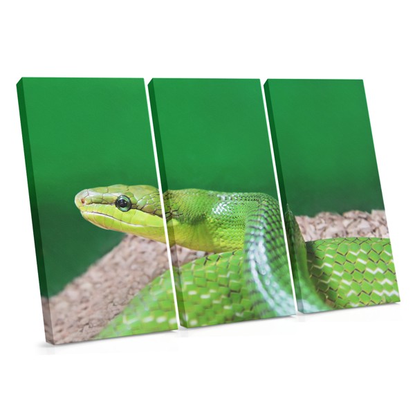 The Viper Canvas Print - Coiled Snake in Natural Tones