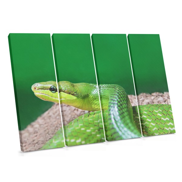 The Viper Canvas Print - Coiled Snake in Natural Tones