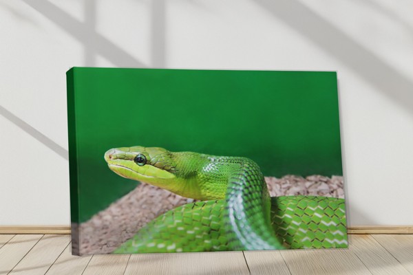 The Viper Canvas Print - Coiled Snake in Natural Tones - on the wall in a room interior