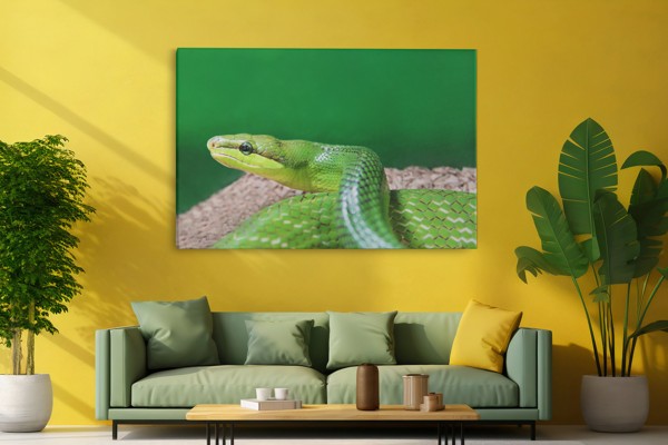 The Viper Canvas Print - Coiled Snake in Natural Tones - on the wall in a room interior