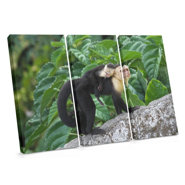 Mother and Baby Monkey Canvas Print