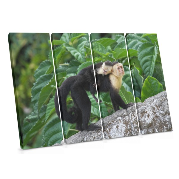 Mother and Baby Monkey Canvas Print