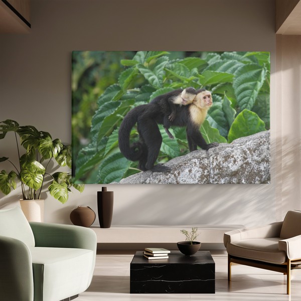 Mother and Baby Monkey Canvas Print - on the wall in a room interior