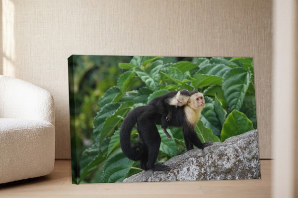 Mother and Baby Monkey Canvas Print - on the wall in a room interior