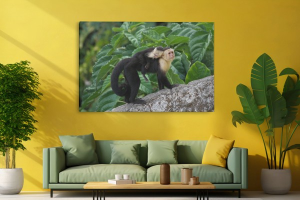 Mother and Baby Monkey Canvas Print - on the wall in a room interior