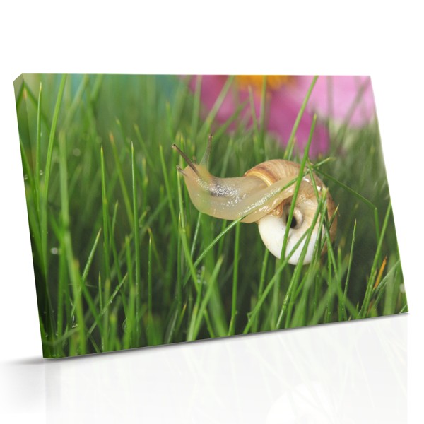 Garden Flora in Grass Canvas Print