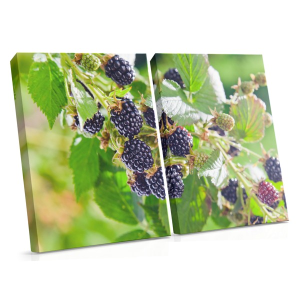 Blackberries on Branch Canvas Print