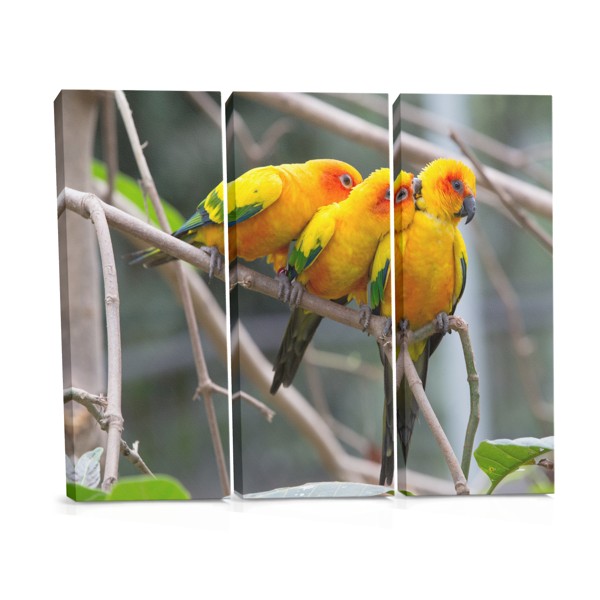 Two Parrots on Branch Canvas Print