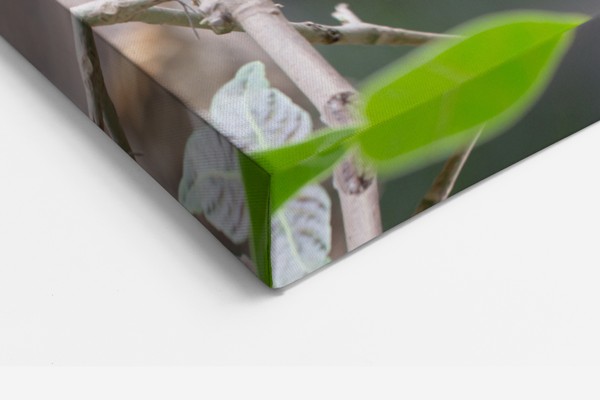 Two Parrots on Branch Canvas Print - on the wall in a room interior