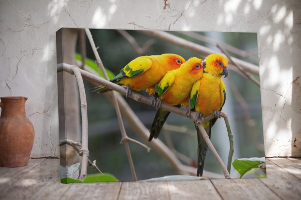 Two Parrots on Branch Canvas Print - on the wall in a room interior