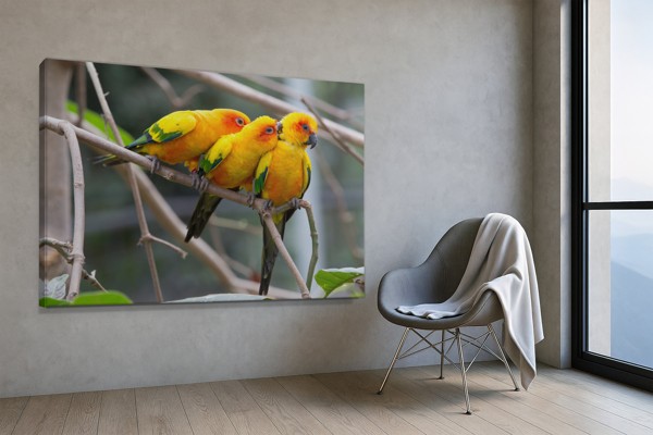 Two Parrots on Branch Canvas Print - on the wall in a room interior