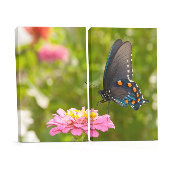 Butterfly on White Flower Canvas Print