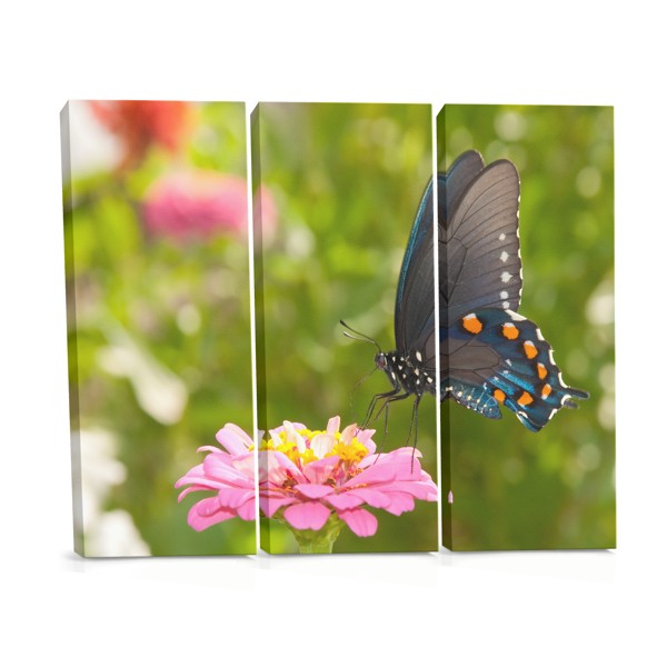 Butterfly on White Flower Canvas Print