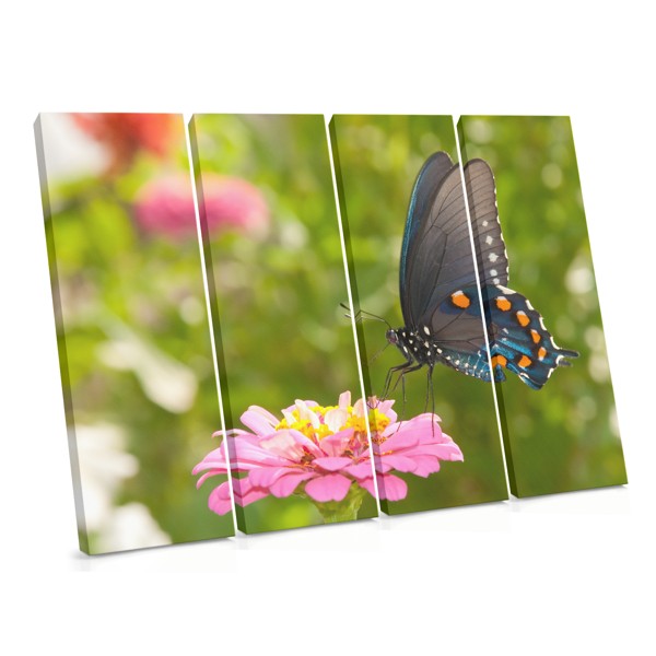 Butterfly on White Flower Canvas Print