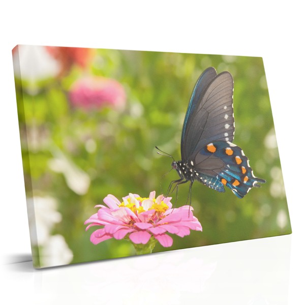 Butterfly on White Flower Canvas Print
