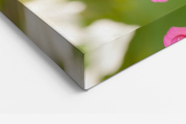 Butterfly on White Flower Canvas Print - on the wall in a room interior