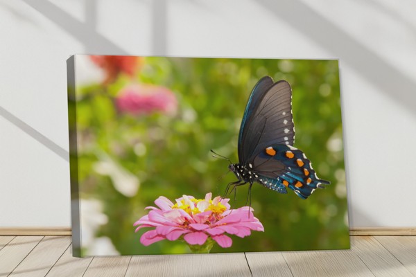 Butterfly on White Flower Canvas Print - on the wall in a room interior