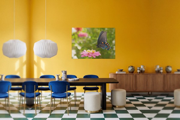 Butterfly on White Flower Canvas Print - on the wall in a room interior