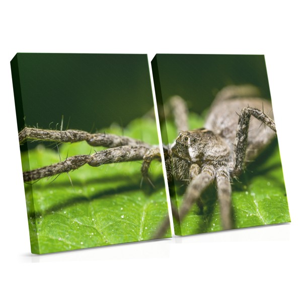 Toile Araignée sur Toile - Gros Plan Nature