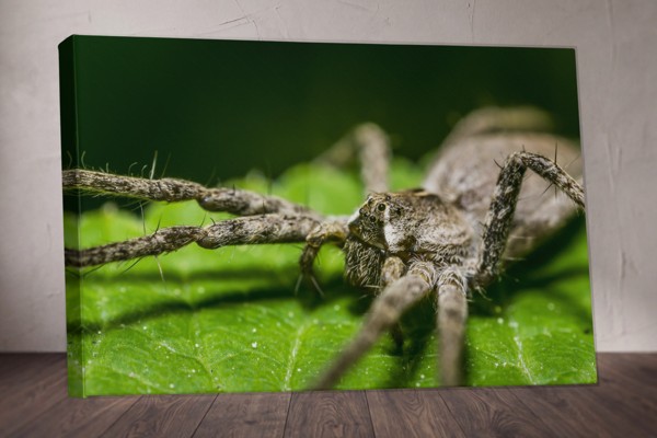 Pavouk na síti - Plátno s přírodním detailem - na stěně v interiéru