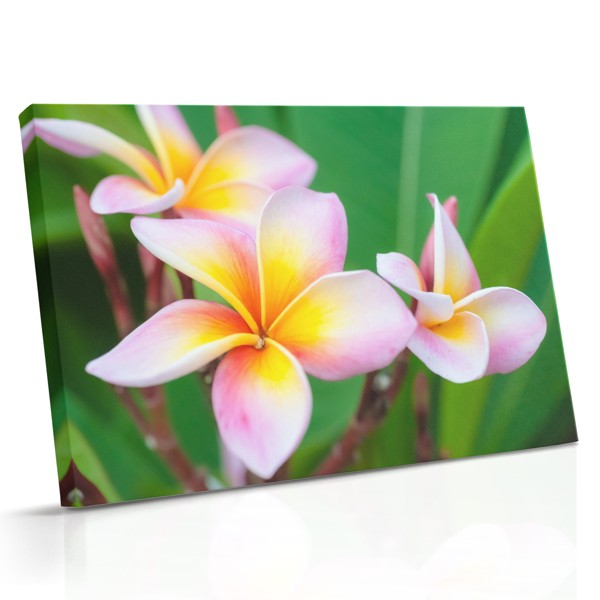 Valge plumeria kimp kanvaspilt