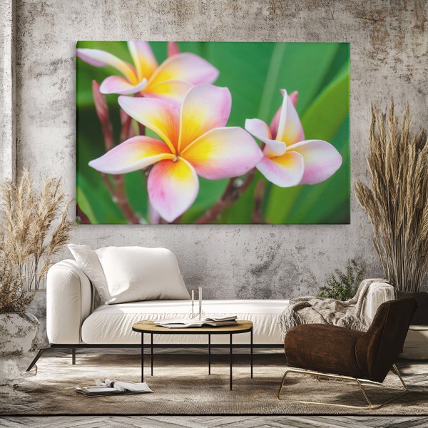 Fehér Plumeria Csokor Vászonnyomat - a falon, enteriőrben