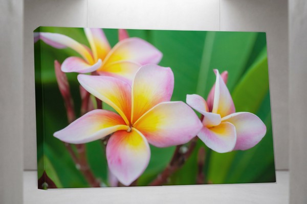 Fehér Plumeria Csokor Vászonnyomat - a falon, enteriőrben