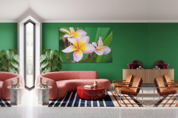 Fehér Plumeria Csokor Vászonnyomat - a falon, enteriőrben