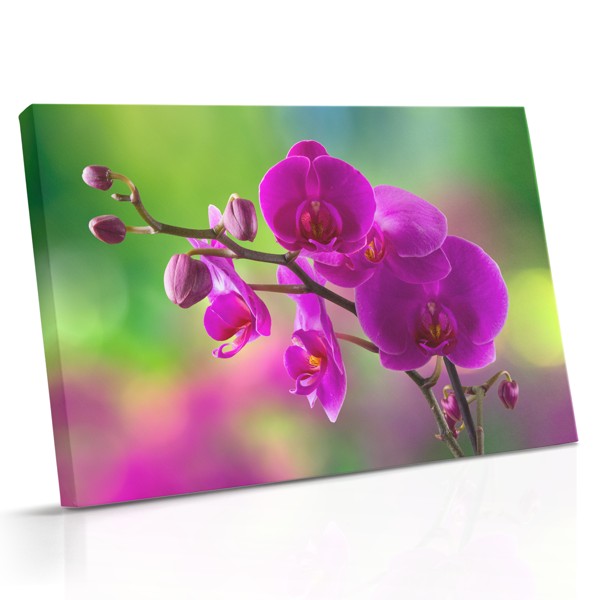 Toto plátno zobrazuje kvet fialovej a ružovej orchidey s jemnými lupienkami a mäkkými zelenými stonkami