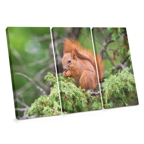 Forest Squirrel Canvas Print