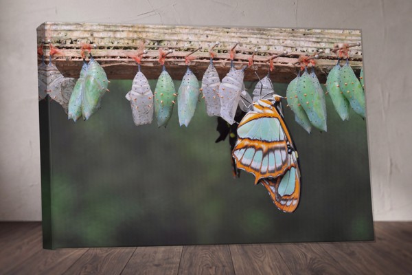 Tablou Canvas Metamorfoza Fluturelui - pe perete într-un interior
