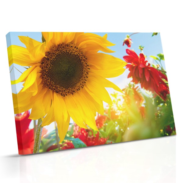 Impression sur Toile Champ de Tournesols