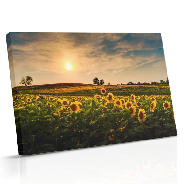 Een zonnebloemen veld strekt zich uit naar de horizon onder een vervagende avondhemel