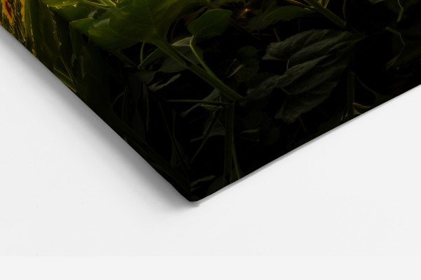 Zonnebloemen Veld bij Schemering Canvas Print - aan de muur in een interieur