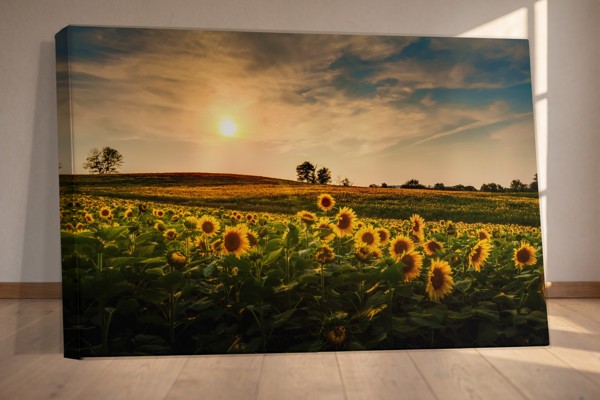 Zonnebloemen Veld bij Schemering Canvas Print - aan de muur in een interieur