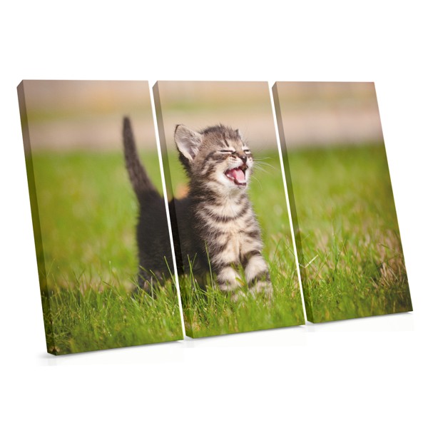 Meadow Cat Leinwanddruck - Einzelnes Panel