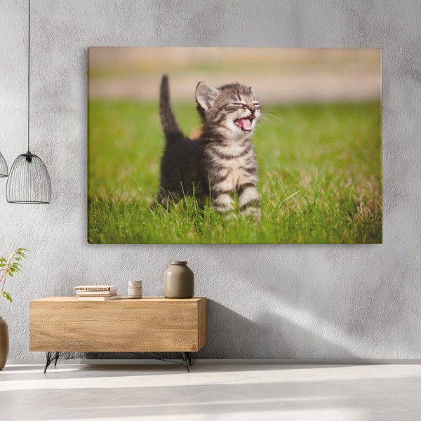 Meadow Cat Leinwanddruck - Einzelnes Panel - an der Wand in einem Raum