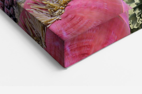 Onderwater Visschool Canvas Print - aan de muur in een interieur