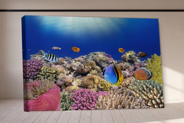 Onderwater Visschool Canvas Print - aan de muur in een interieur
