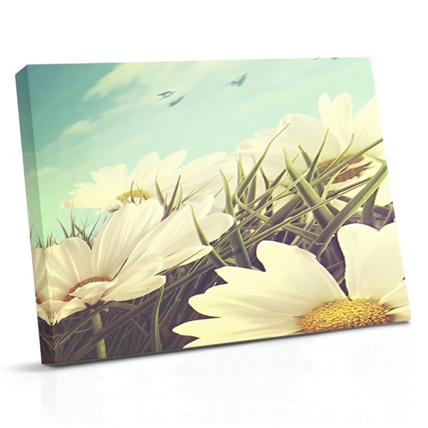 Spring Meadow with Wildflowers Canvas Print