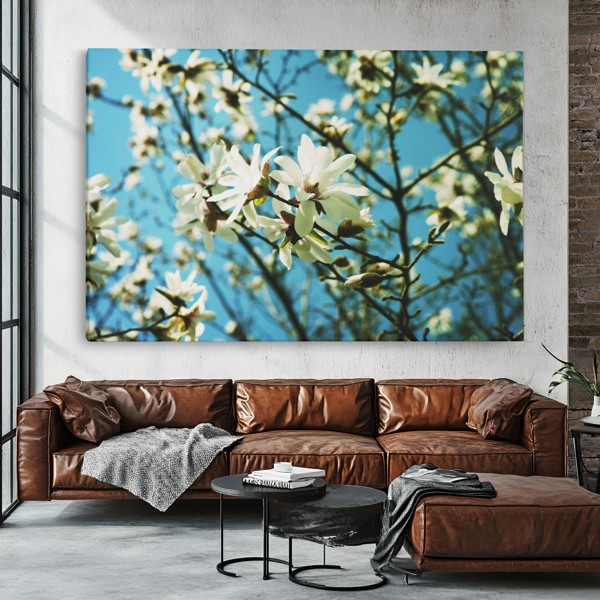 Vit vårblomst canvastavtryck - på väggen i ett rum