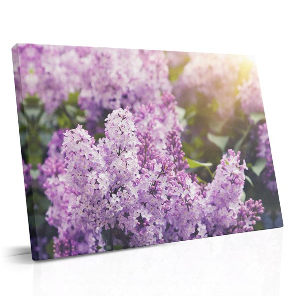 Impression de Toile Lilas en Lumière Solaire