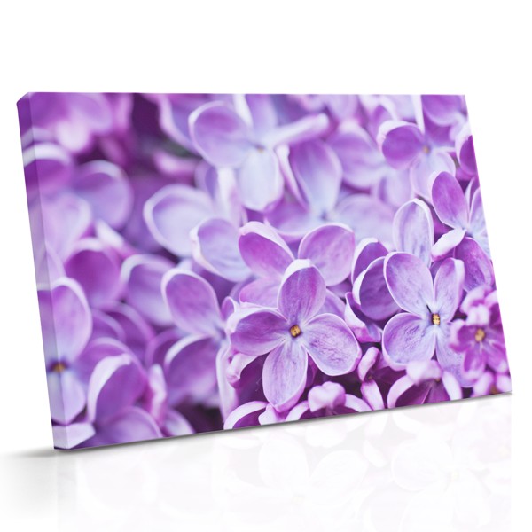 Une prairie dense de fleurs sauvages lilas et violettes remplit le cadre
